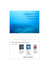 Echinoderm taxonomy - Sea Cucumber workshop