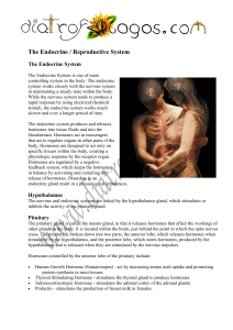 The Endocrine/Reproductive System