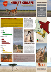 Giraffe in Kenya Range and habitat Where do you find giraffe in