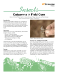 SP290-J Cutworms in Field Corn - University of Tennessee Extension