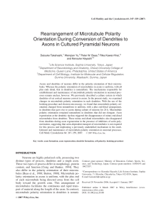 Rearrangement of microtubule polarity orientation during conversion