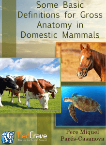 Some Basic Definitions for Gross Anatomy in Domestic