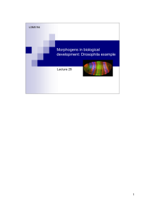 Morphogens in biological development: Drosophila example