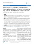Phospholipase D promotes Arcanobacterium haemolyticum