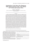 Organization of the Honey Bee Mushroom Body