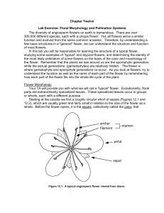 Chapter Twelve Lab Exercise: Floral Morphology and Pollination
