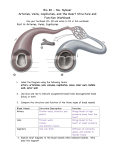 Heart workbook ANSWERS_Nyboer