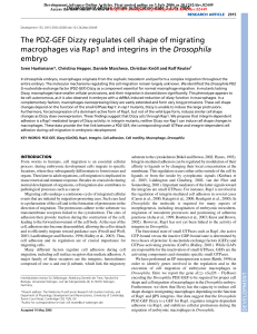 The PDZ-GEF Dizzy regulates cell shape of migrating macrophages
