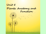 3U 4.1 Vascular Plant Structure and Function PDF