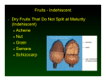 Fruits - Indehiscent • Dry Fruits That Do Not Split at Maturity