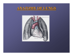 anatomy of lungs - The Lung Center
