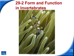 29-2 Form and Function in Invertebrates