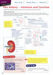 The kidney – structure and function