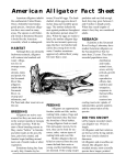 American Alligator (Fact Sheet)