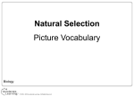 Natural Selection Picture Vocabulary