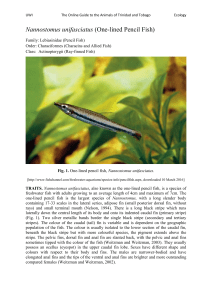 Nannostomus unifasciatus (One-lined Pencil Fish)