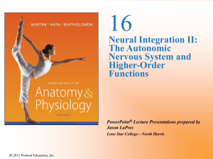 The Autonomic Nervous System and Higher