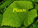 Plant Kingdom Slides