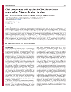 Ciz1 cooperates with cyclin-A–CDK2 to activate mammalian DNA