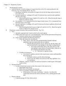 Chapter 14—Respiratory System. I. The Respiratory System. a