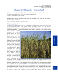 Phragmites-Chapter 13.9 in Biology and Control of Aquatic Plants