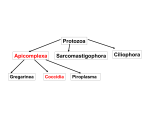 Protozoa Apicomplexa SarcomastigophoraCiliophora