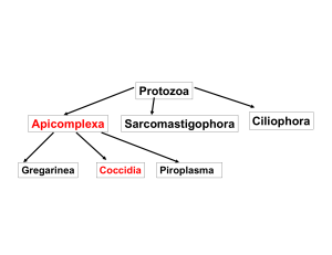 Protozoa Apicomplexa SarcomastigophoraCiliophora