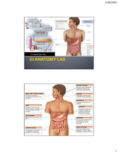 1/Gross Anatomy of the GI system