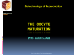 the oocyte maturation - Progetto e