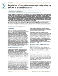 Regulation of progesterone receptor signaling by BRCA1 in