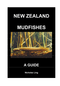 What are mudfish? - Department of Conservation