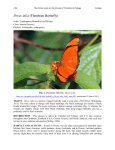 Dryas iulia (Flambeau Butterfly)