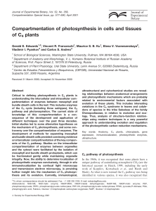 Compartmentation of photosynthesis in cells and