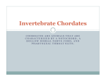 Invertebrate Chordates