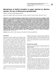 Mechanisms of biofilm formation in paper machine by Bacillus