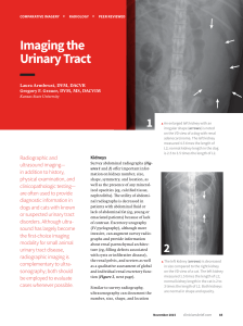 Imaging the Urinary Tract