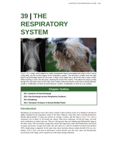 39 | the respiratory system