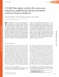 L1CAM/Neuroglian controls the axon–axon interactions establishing