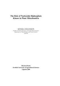 The Role of Nucleoside Diphosphate Kinase in Plant Mitochondria