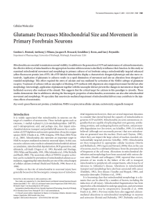 Glutamate Decreases Mitochondrial Size and Movement in Primary