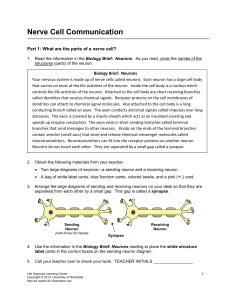 Nerve Cell Communication - URMC