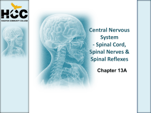 Central Nervous System - Spinal Cord, Spinal