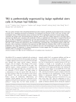 TR3 is preferentially expressed by bulge epithelial stem