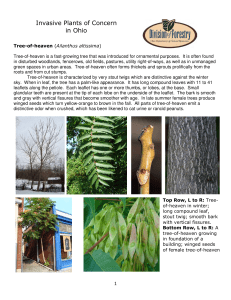 Invasive Plants of Concern in Ohio