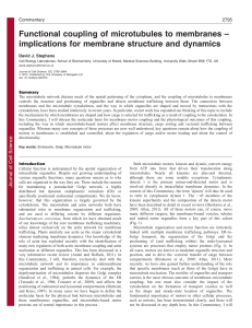 Functional coupling of microtubules to membranes