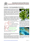 the Caryophyllales Carnivores - International Carnivorous Plant