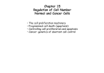 Chapter 15 Regulation of Cell Number Normal and Cancer Cells