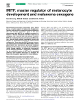 MITF: master regulator of melanocyte development