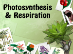 Photosynthesis Power Point Notes