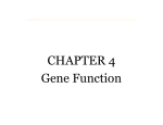 Lecture 4 Gene Products